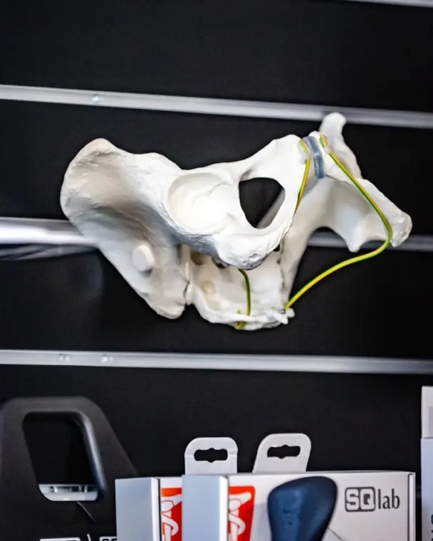Anatomisches Beckenmodell an der Wand — es zeigt, worauf man beim Sattel eigentlich sitzt